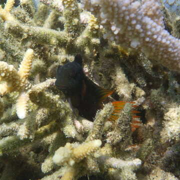 Image of Brown coral blenny