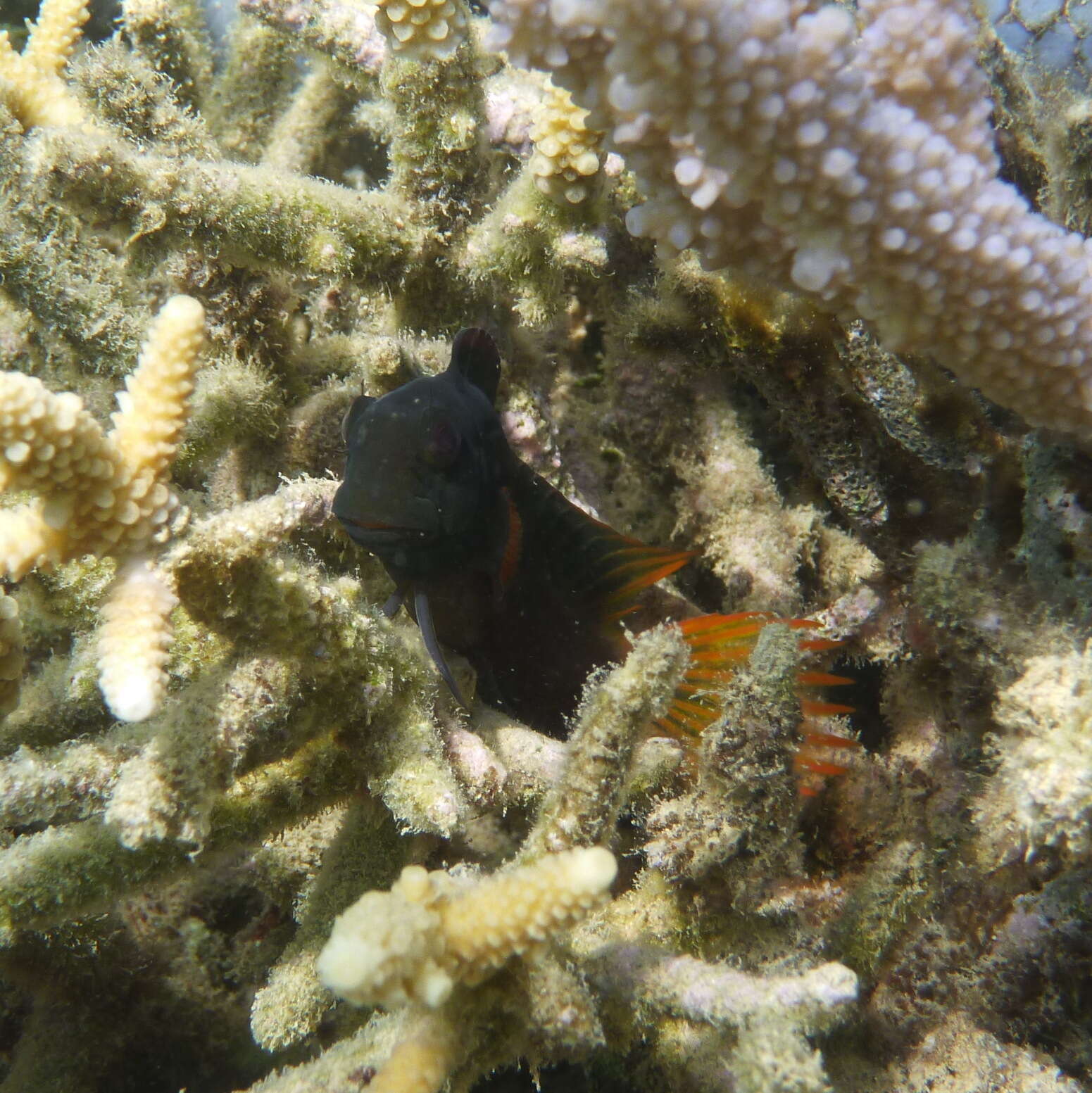 Image of Brown coral blenny