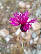 Image de Crupina crupinastrum (Moris) Vis.