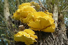 Image de Polypore soufré