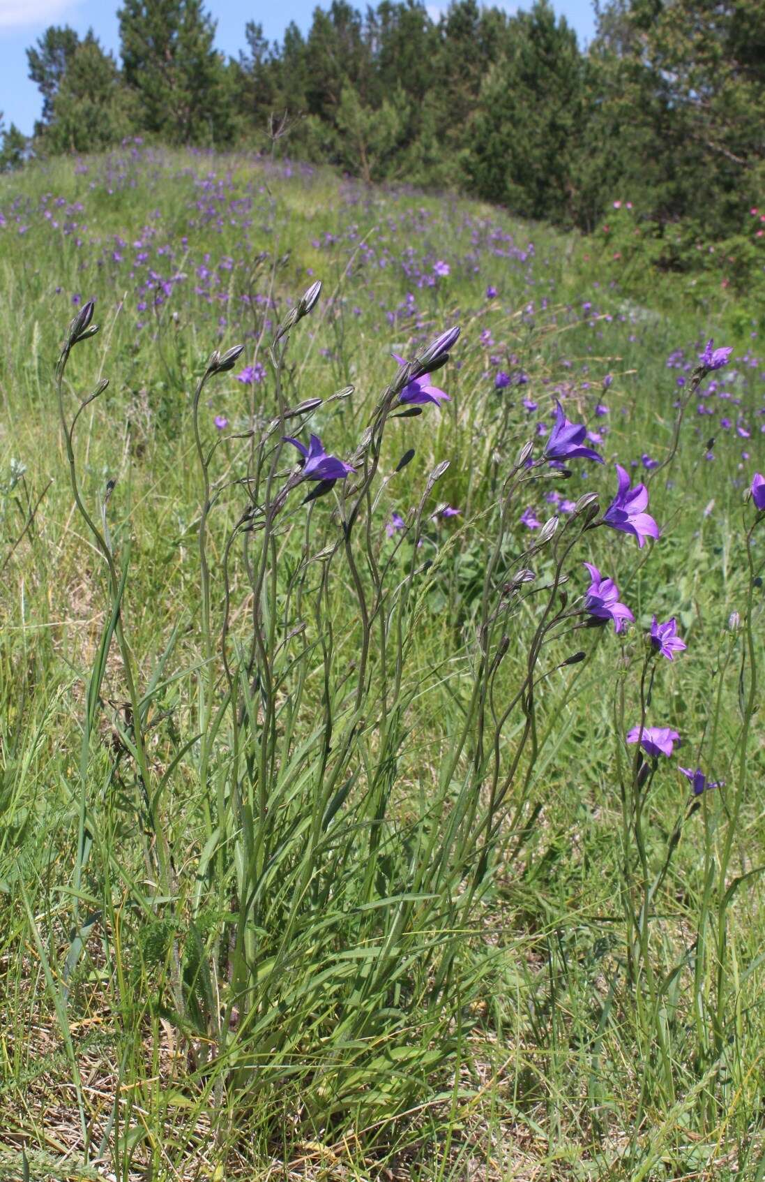 Campanula stevenii subsp. wolgensis (P. A. Smirn.) Fed. resmi