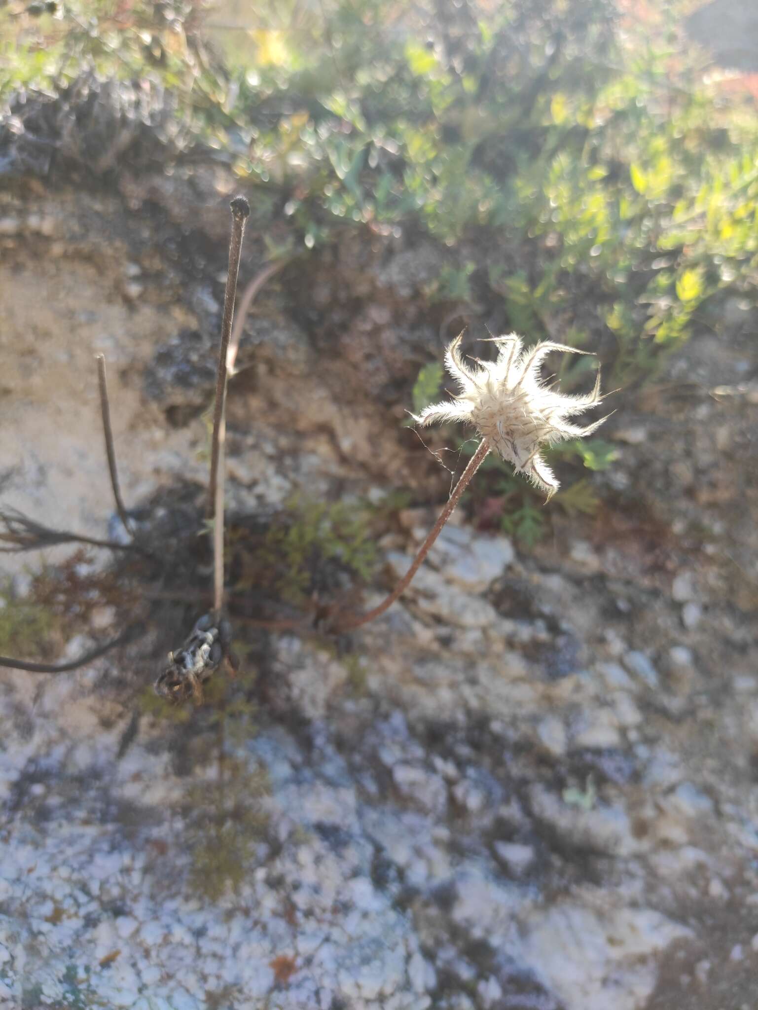 Image of Pulsatilla tenuiloba (Hayek) Juzepczuk