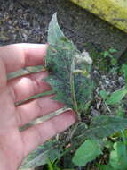 Image of common hawkweed