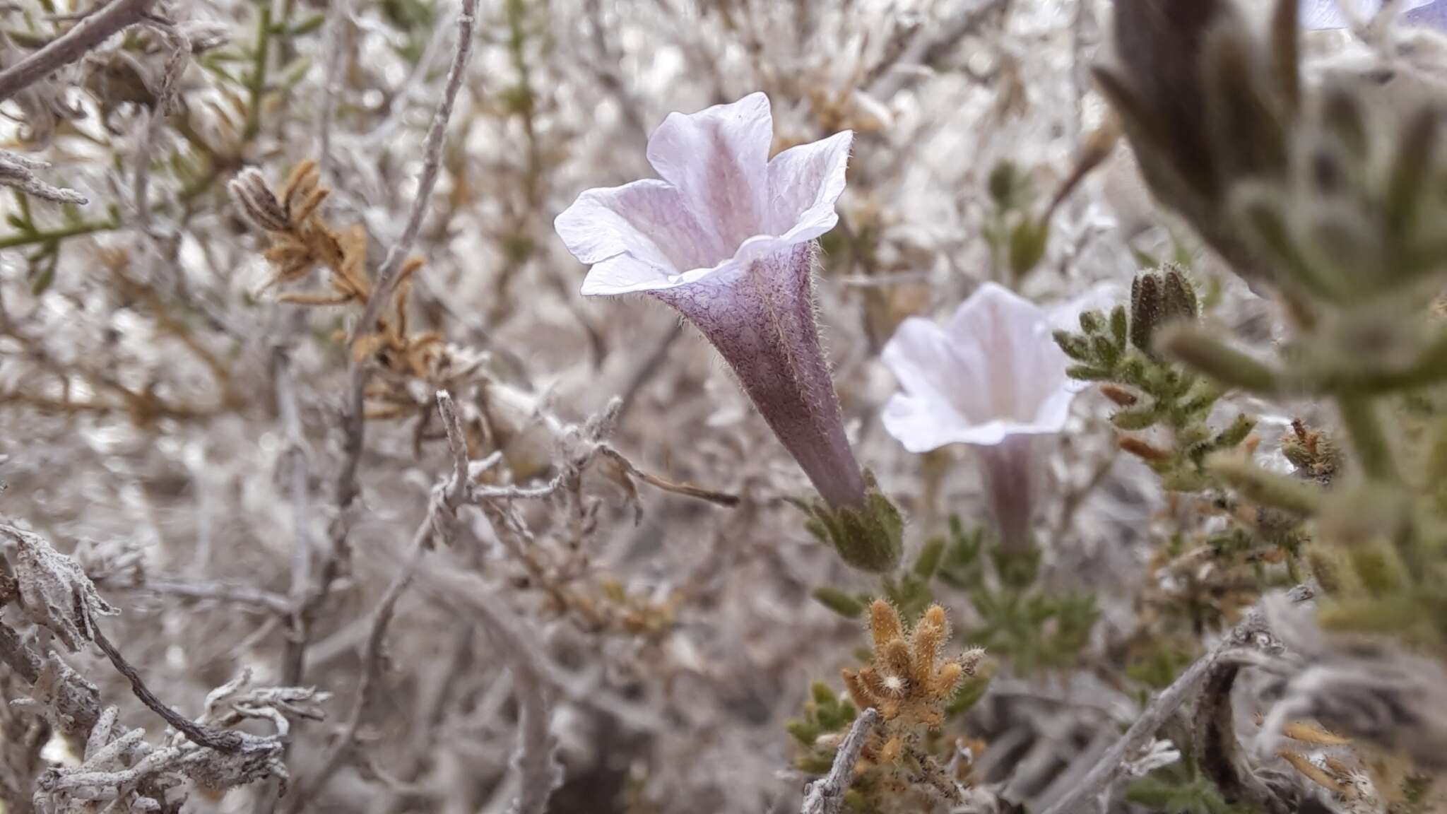 Plancia ëd Nolana leptophylla (Miers) I. M. Johnst.