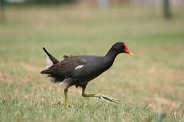 Image of Common Moorhen