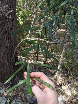 Image of Grevillea helmsiae F. M. Bailey