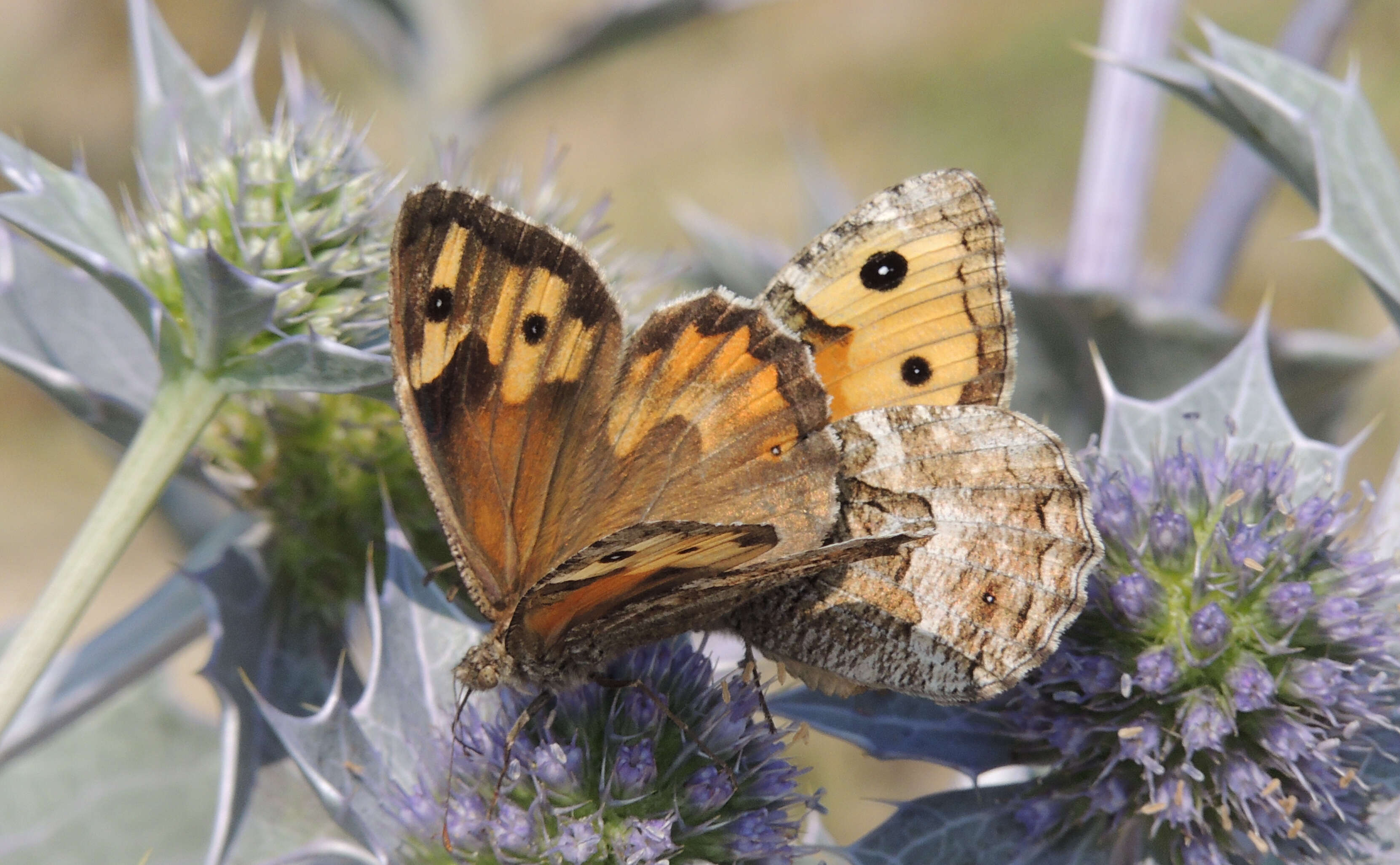 Image of Grayling