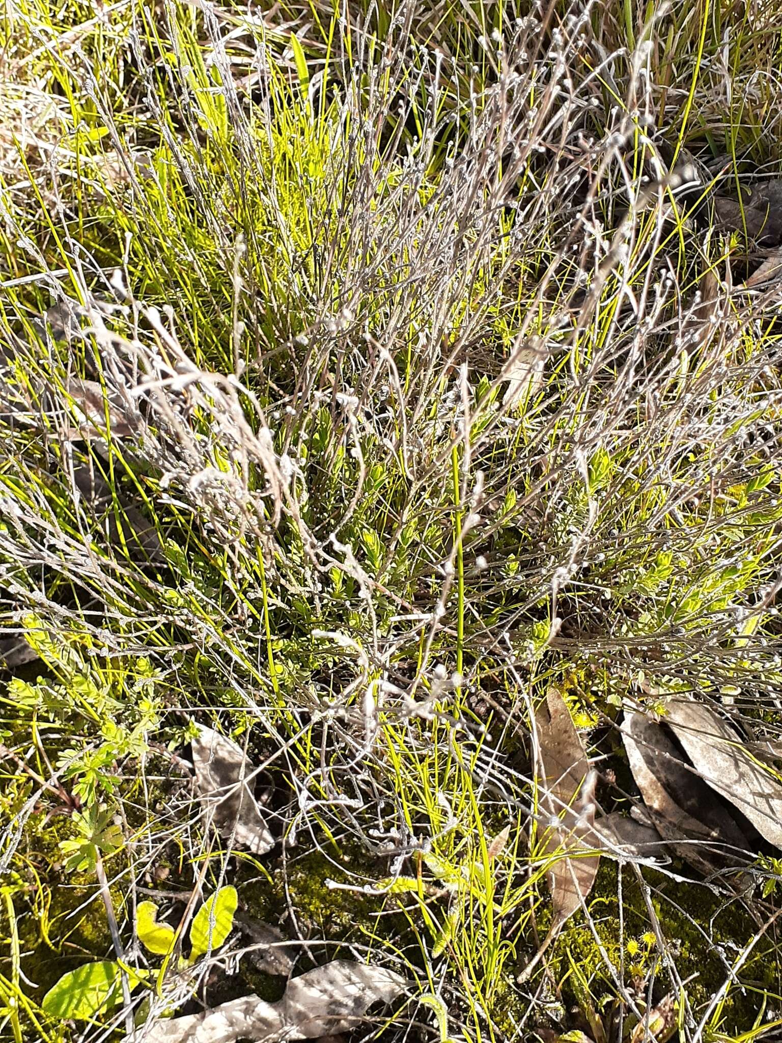 Image of Pimelea spinescens B. L. Rye