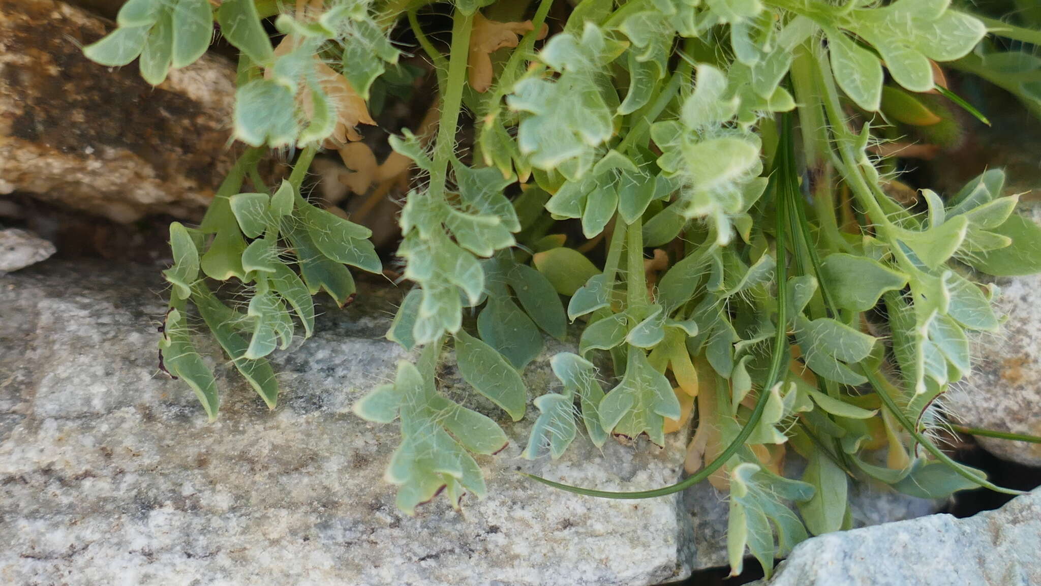 Image of Papaver lapeyrousianum Gutermann