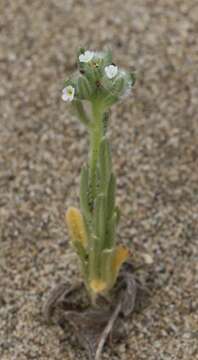 صورة Cryptantha leiocarpa (Fisch. & C. A. Mey.) Greene