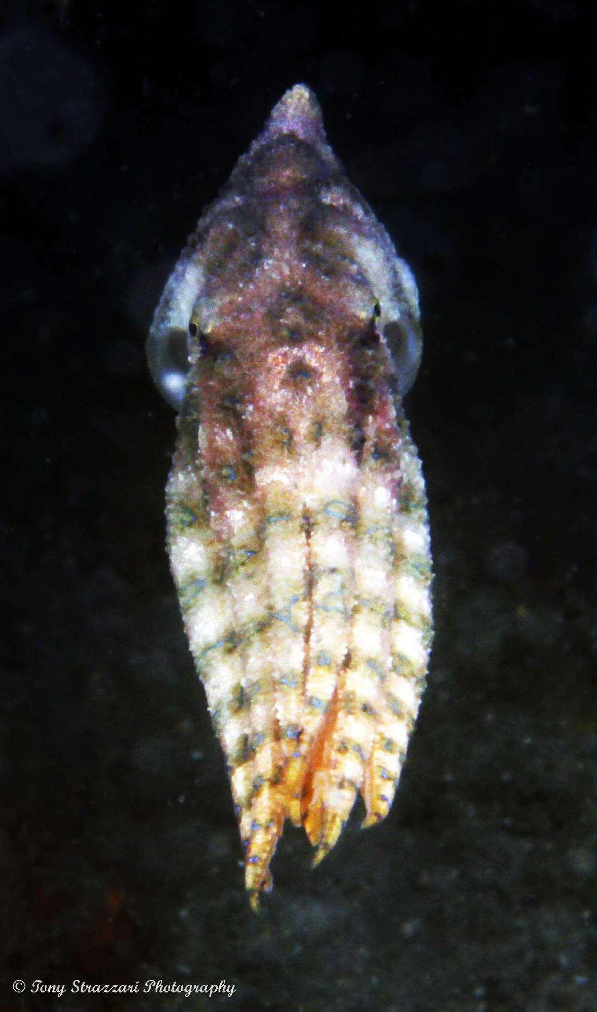 Imagem de Hapalochlaena fasciata (Hoyle 1886)