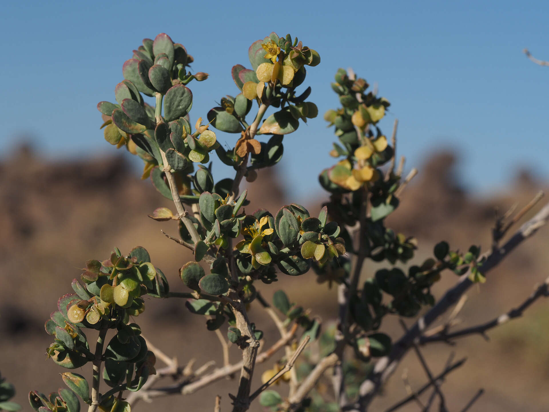 Image de Tetraena rigida (Schinz) Beier & Thulin