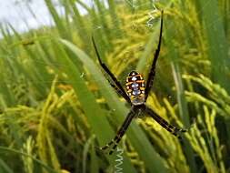 Image of Argiope catenulata (Doleschall 1859)