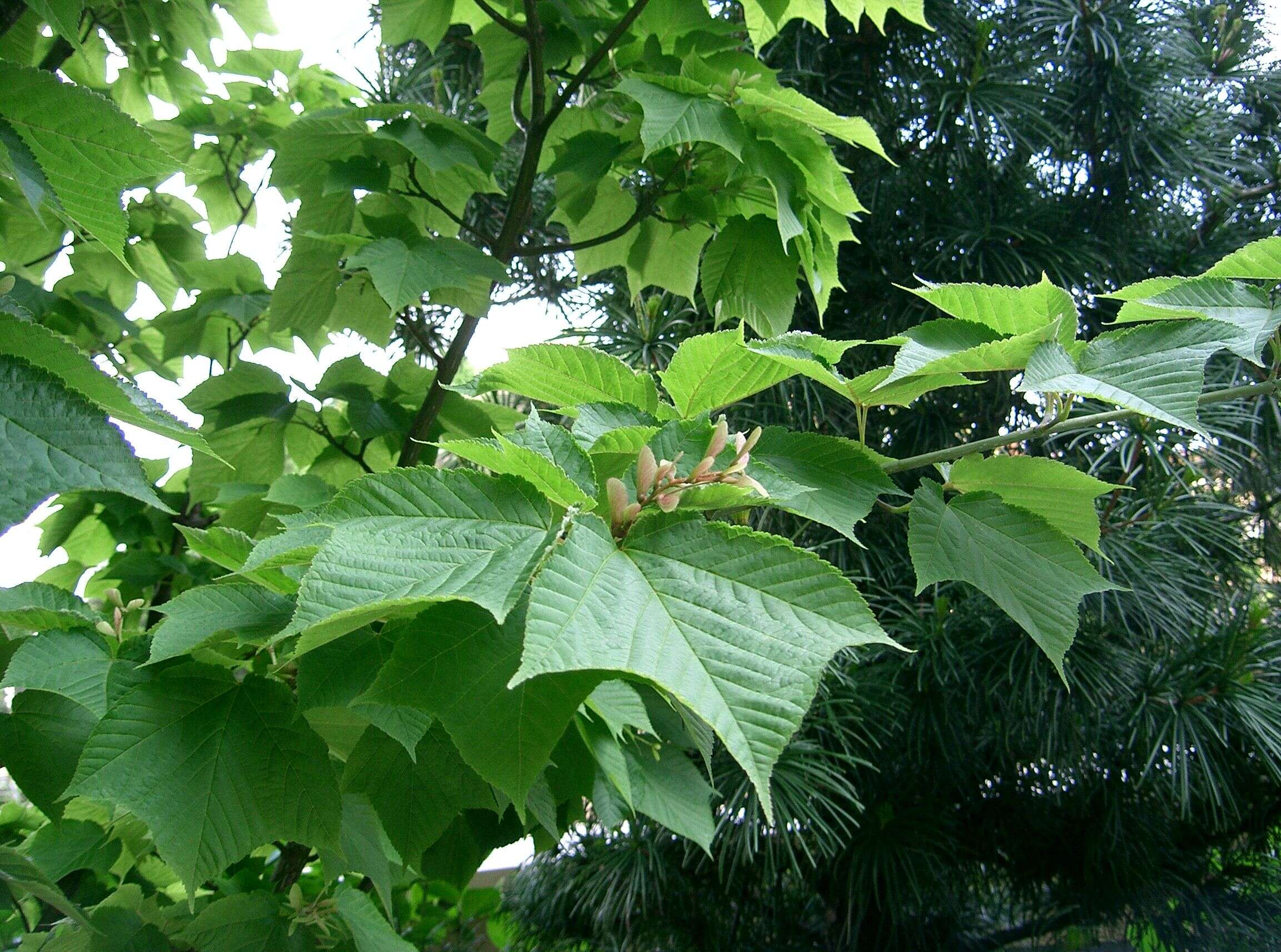 Image of Grey-budded snake-bark-maple