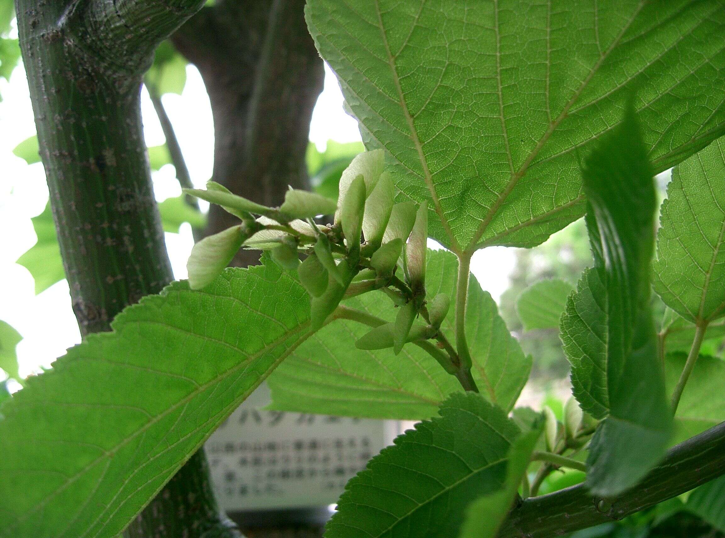 Image of Grey-budded snake-bark-maple