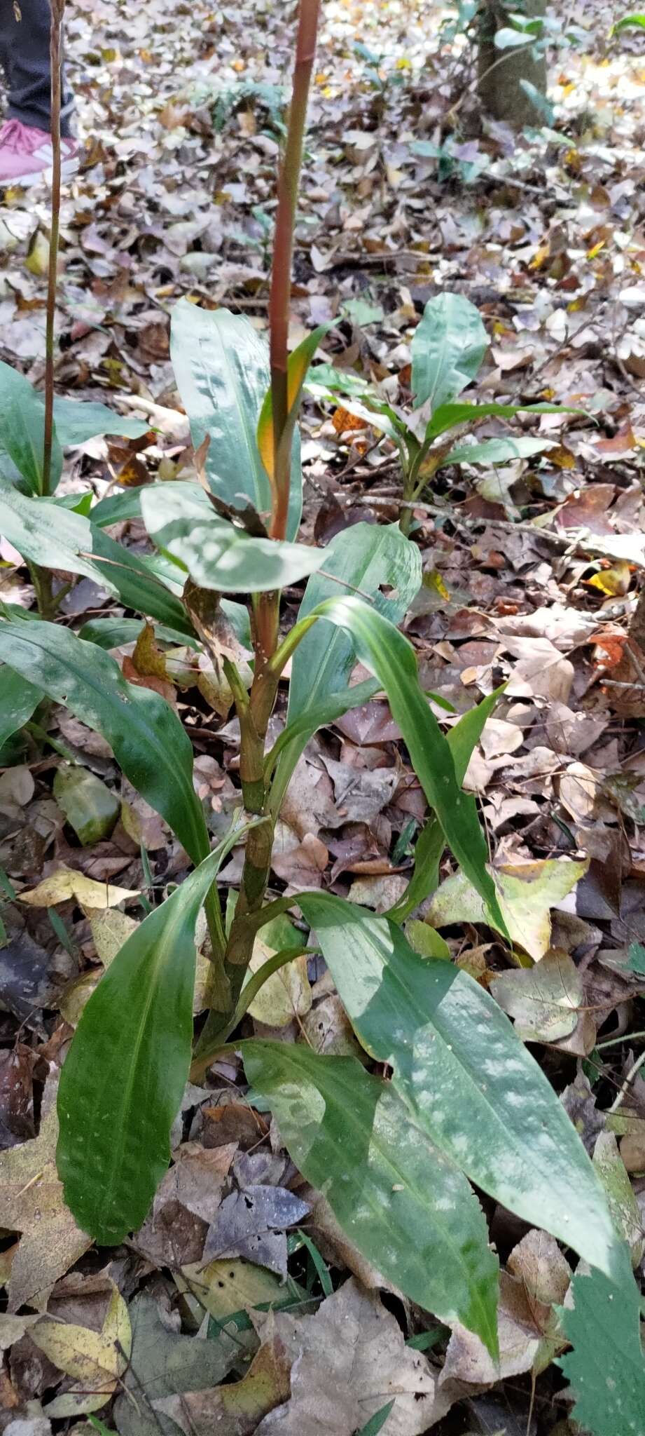 Image of Goodyera fumata Thwaites