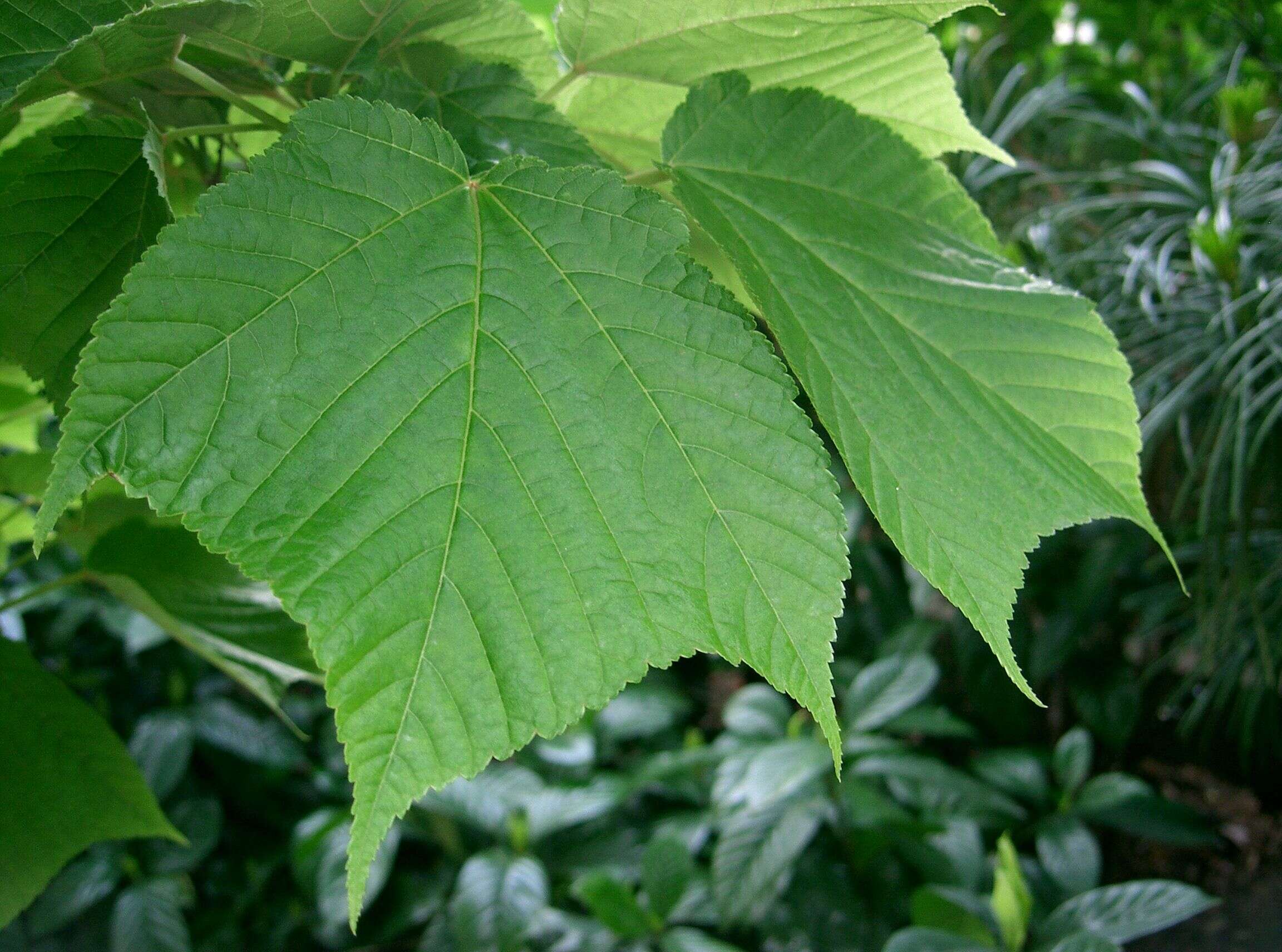 Image of Grey-budded snake-bark-maple