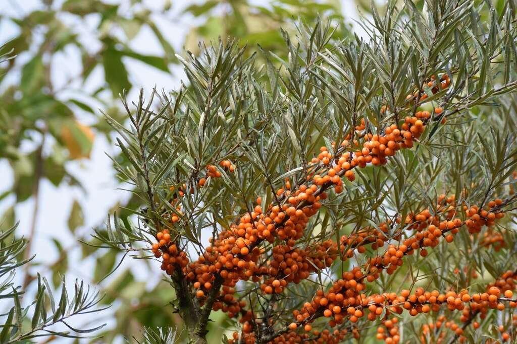 Imagem de Hippophae rhamnoides L.