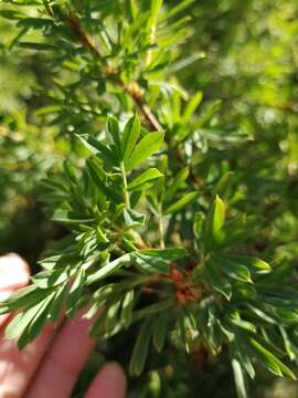 Image of Caragana spinosa (L.) DC.