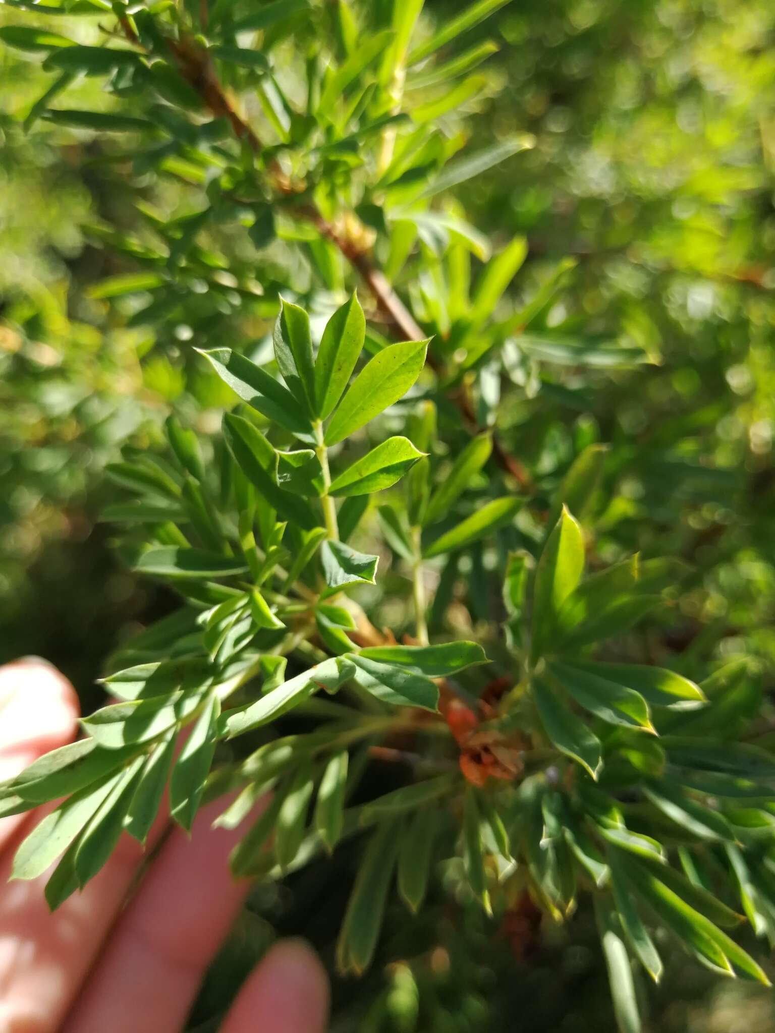 Imagem de Caragana spinosa (L.) DC.