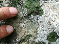 Image of wart lichen