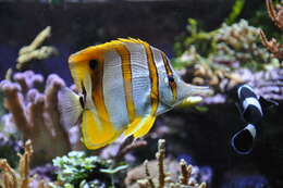 Image of Banded Longsnout Butterflyfish