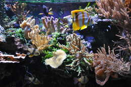 Image of Banded Longsnout Butterflyfish