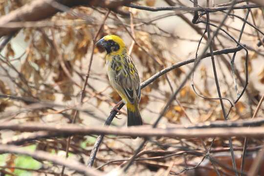 Image of Asian Golden Weaver