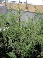 Image of Chinese privet