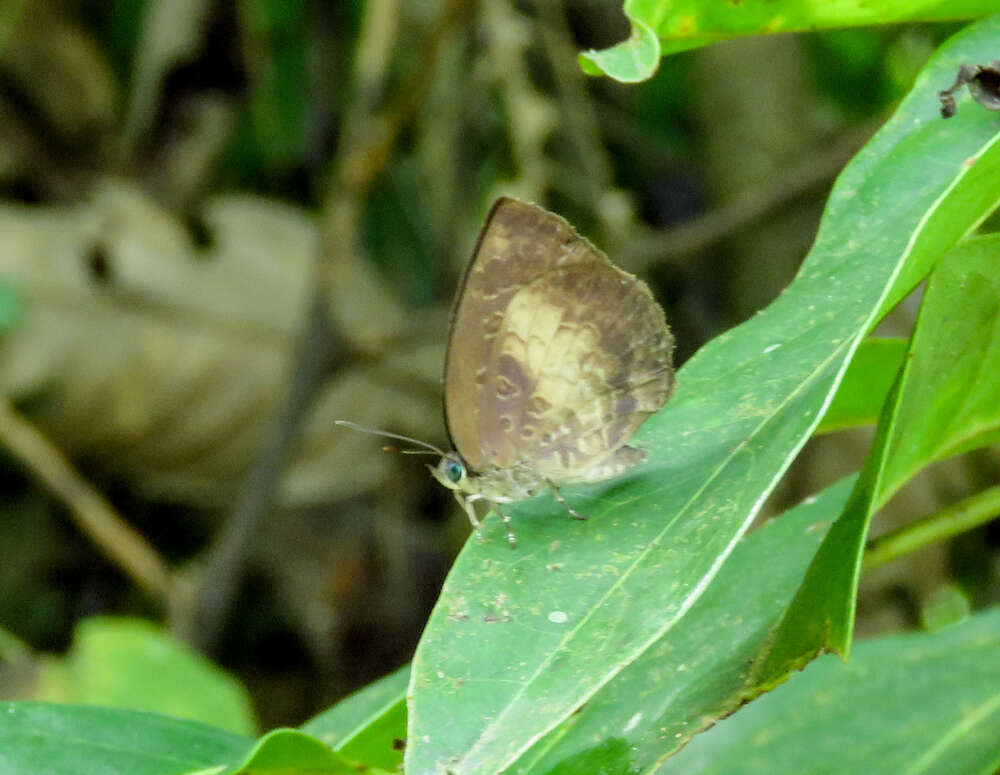 Plancia ëd Arhopala perimuta (Moore 1857)