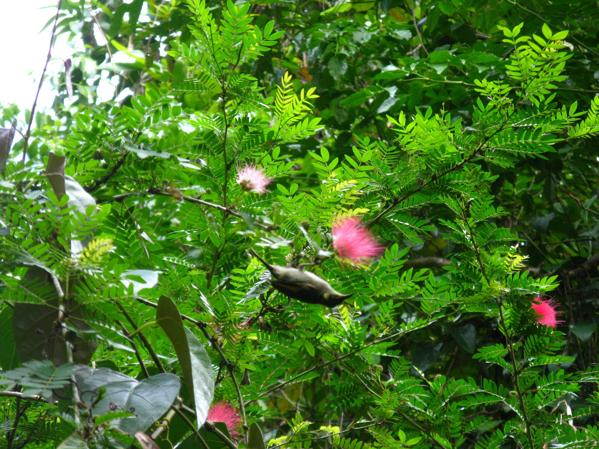 Image of Yellow-spotted Honeyeater