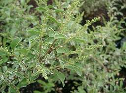 Image of Chinese privet