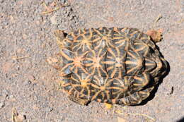 Image of Southern Tent Tortoise