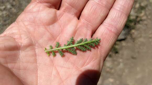 Image of Saltugilia caruifolia