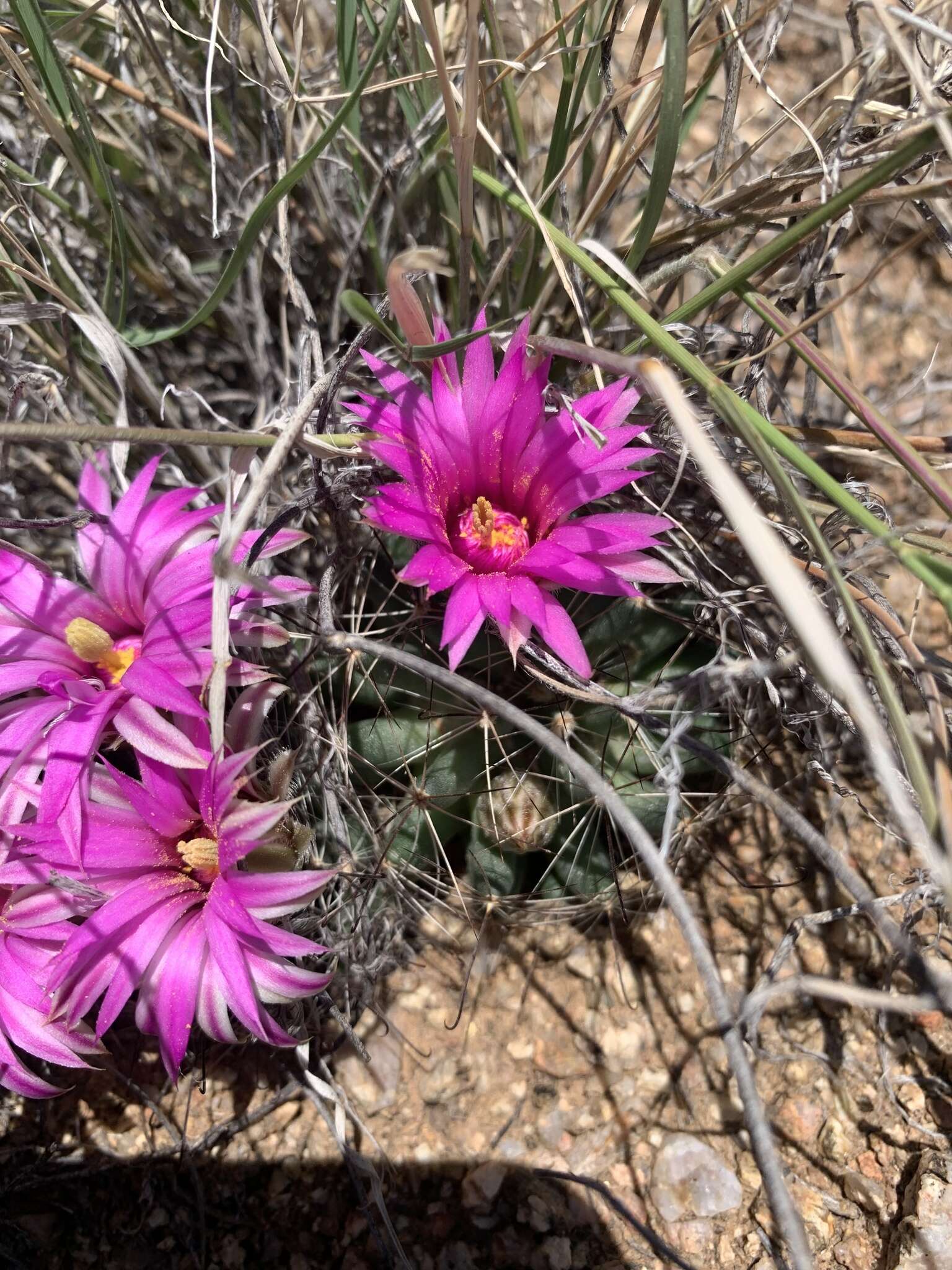 Image of Wright's nipple cactus