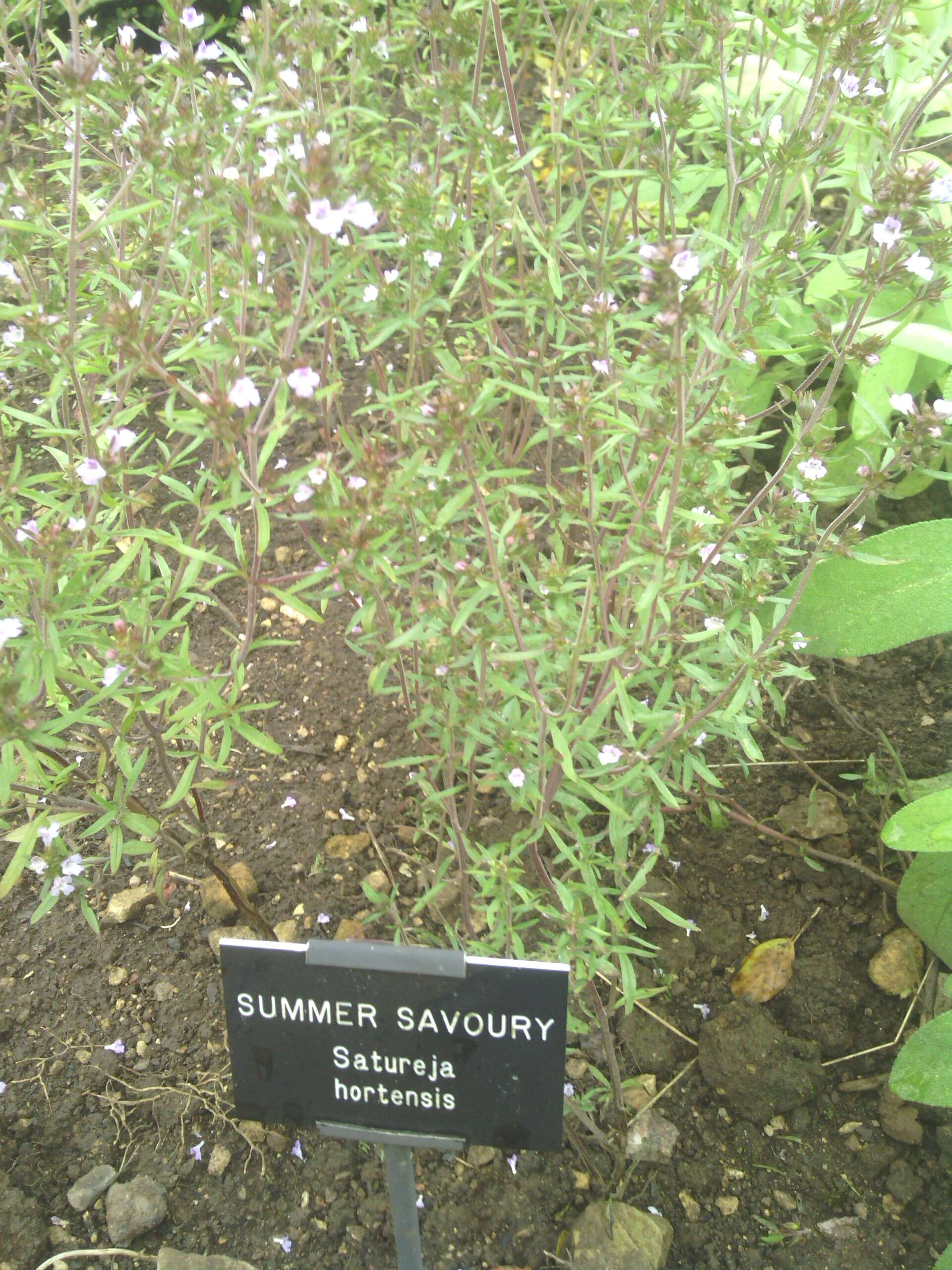 Image of summer savory