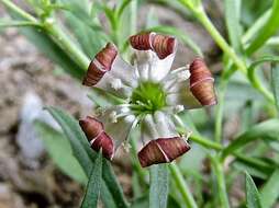 Image of Silene saxifraga L.