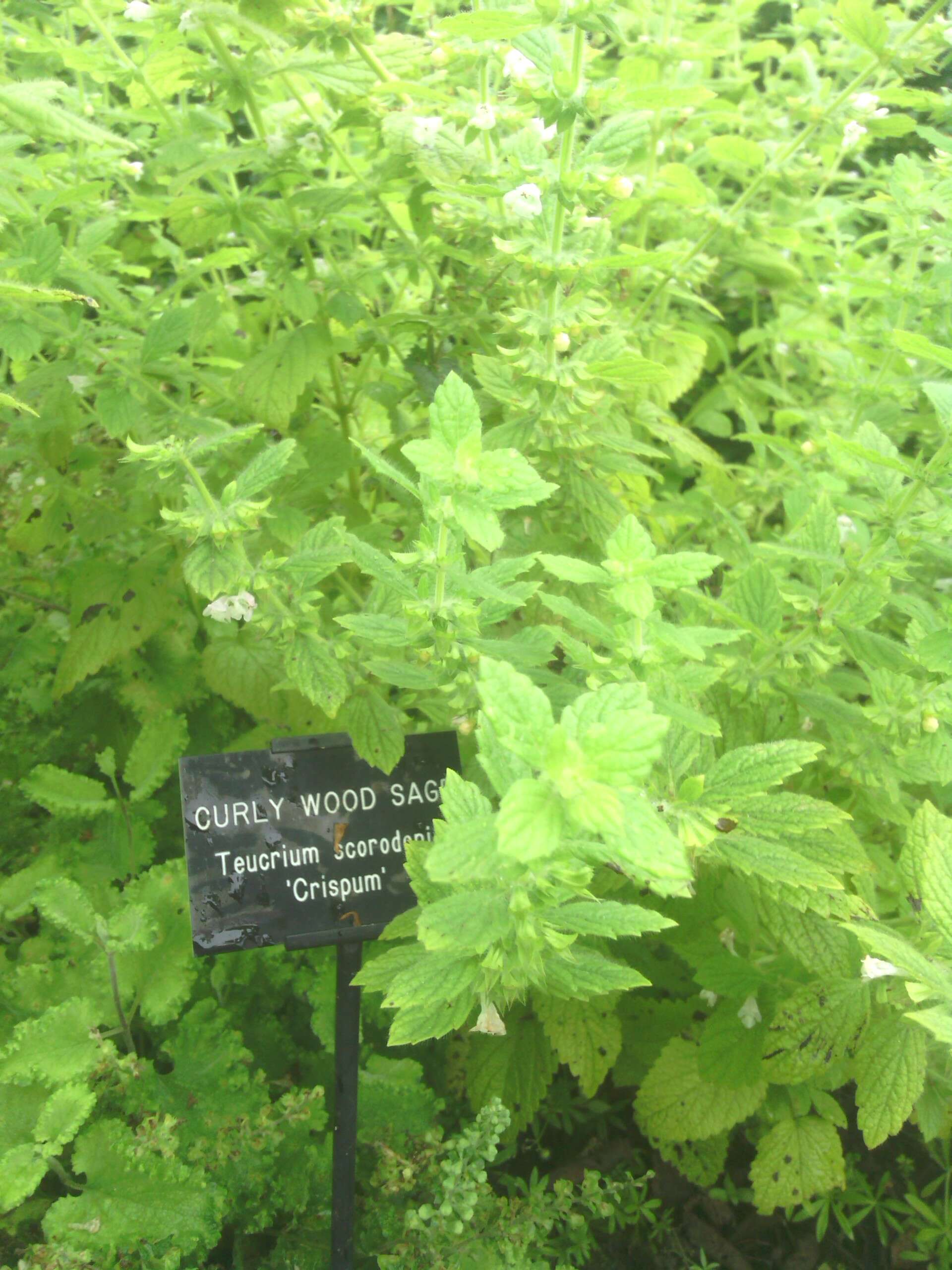 Слика од Teucrium scorodonia L.
