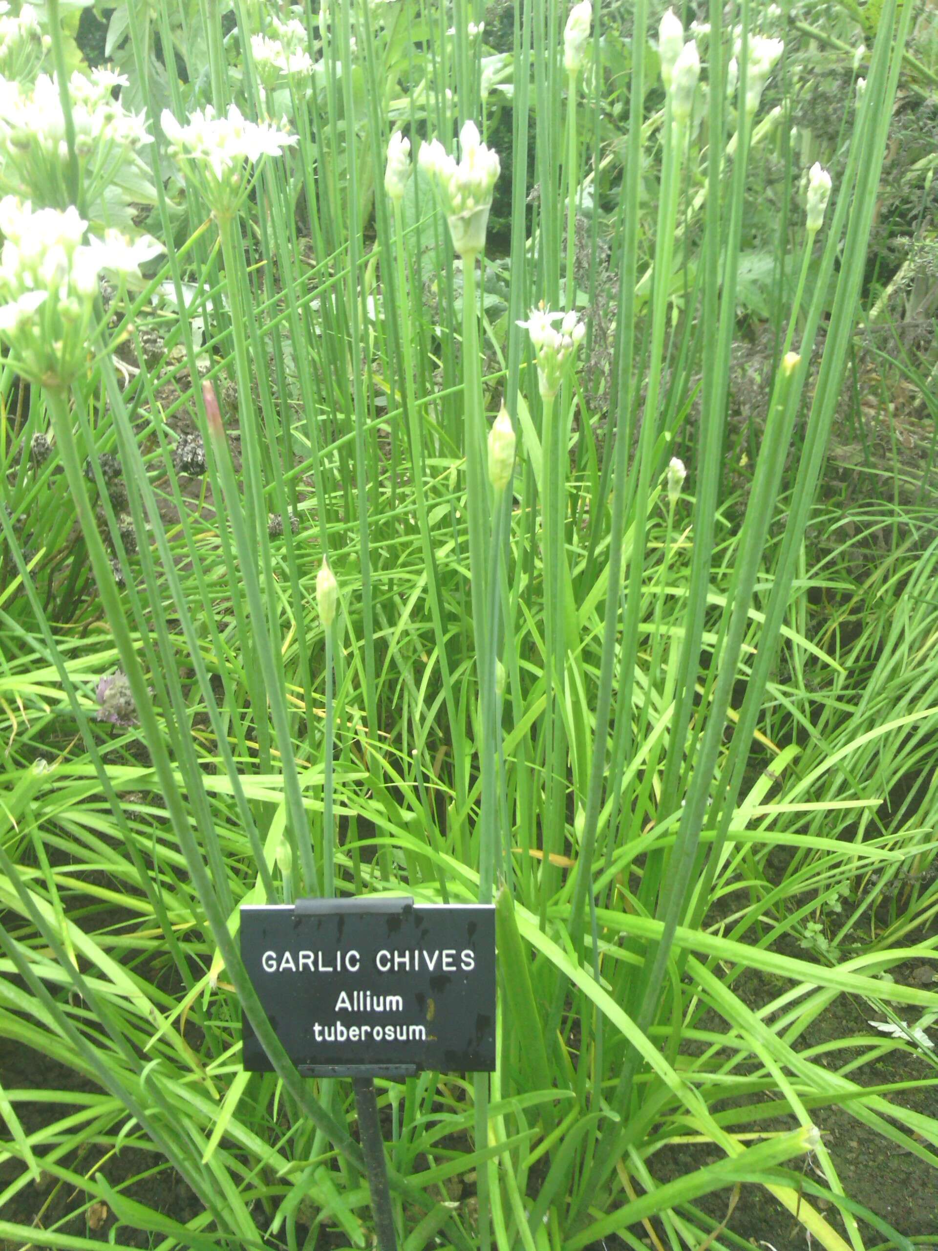 Image of Chinese chives