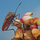 Spilostethus rivularis (Germar & E. F. 1837) resmi