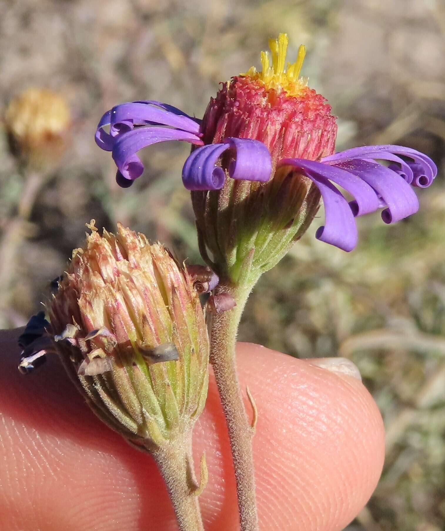 Image of Amellus tenuifolius Burm. fil.