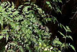 Image of Pteris macilenta A. Rich.