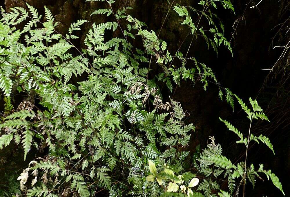 Image of Pteris macilenta A. Rich.