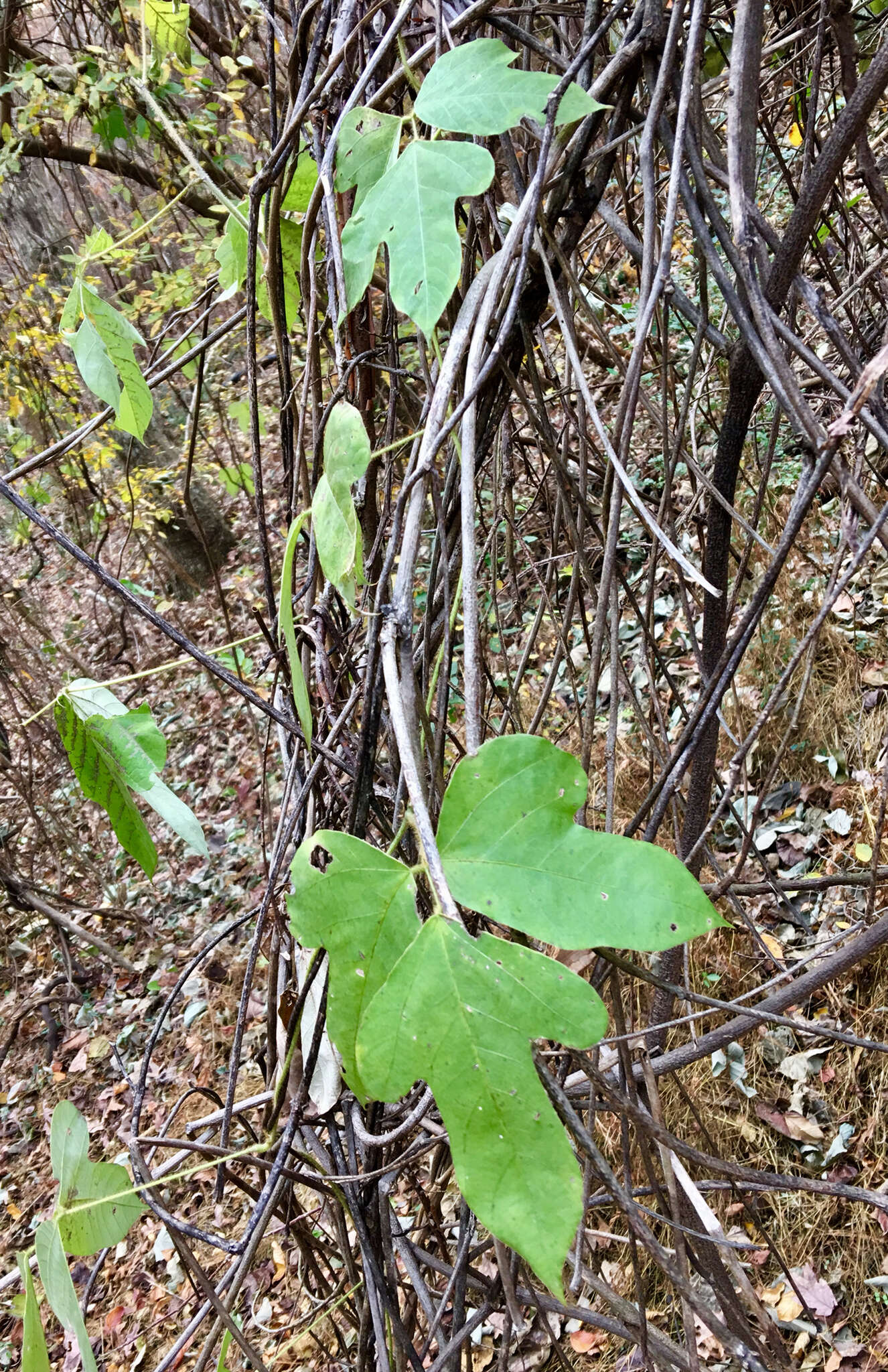 Image de Pueraria montana (Lour.) Merr.