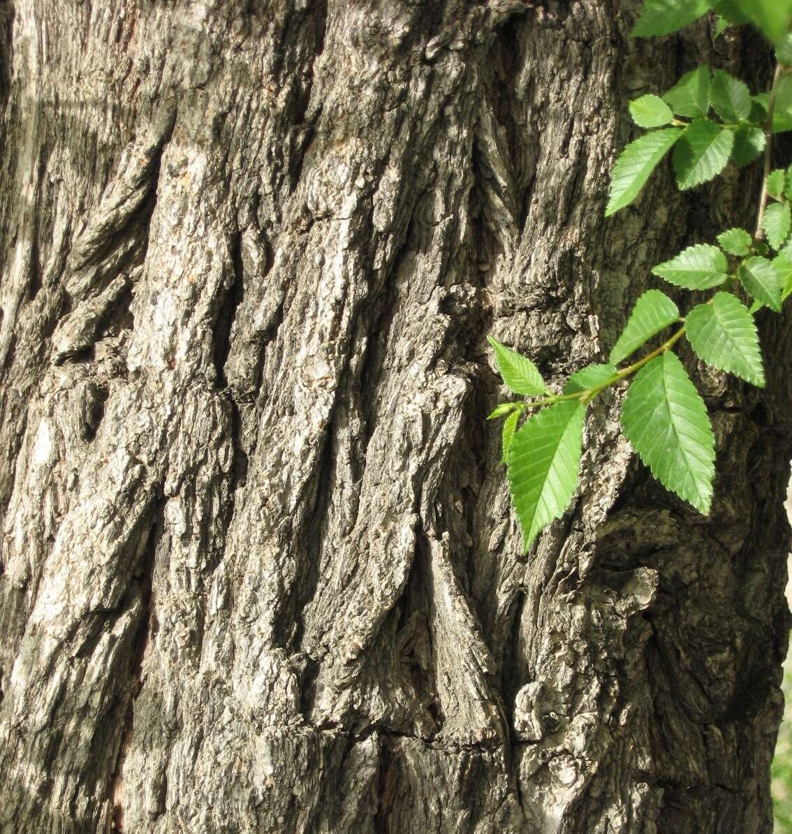 Image of Ulmus minor subsp. canescens (Melville) Browicz & Ziel.