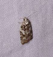 Image of Eastern Black-headed Budworm Moth