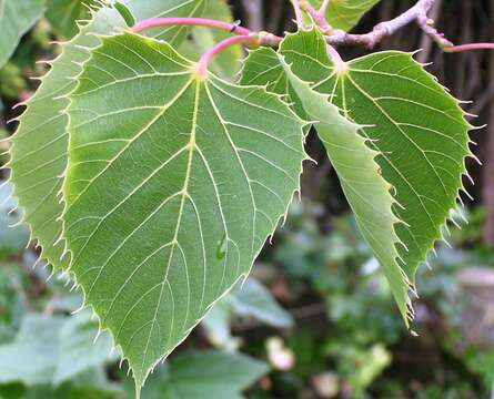 Image of Henry's Lime