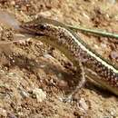 Image of Blue-tailed Skink