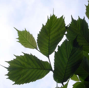 Image of Ulmus laciniata (Trautv.) Mayr