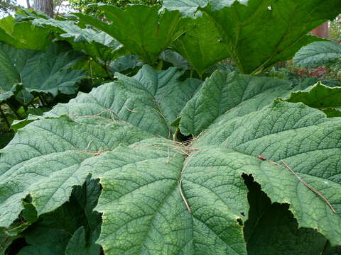 Image of giant rhubarb